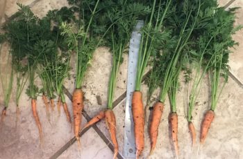 Почему морковь мягкая в земле?