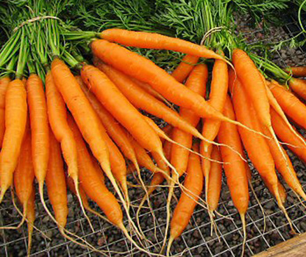 Морковь сентябрина описание сорта фото