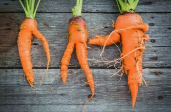 Почему морковь рогатая?