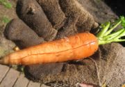 Почему трескается морковь?
