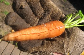Почему трескается морковь?