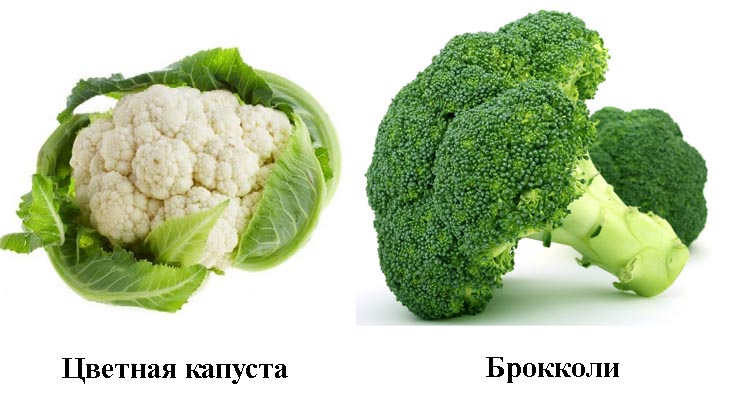 Брокколи и цветная капуста: различия в составе, калорийности и уходе