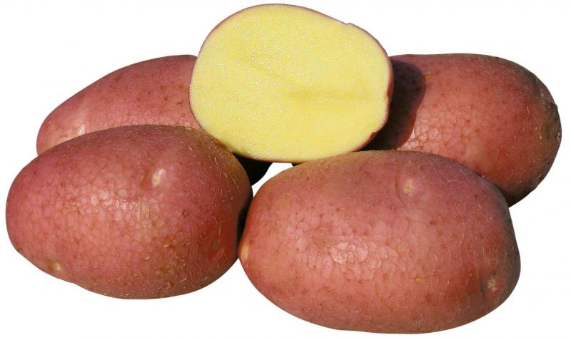 Картофель Беллароза