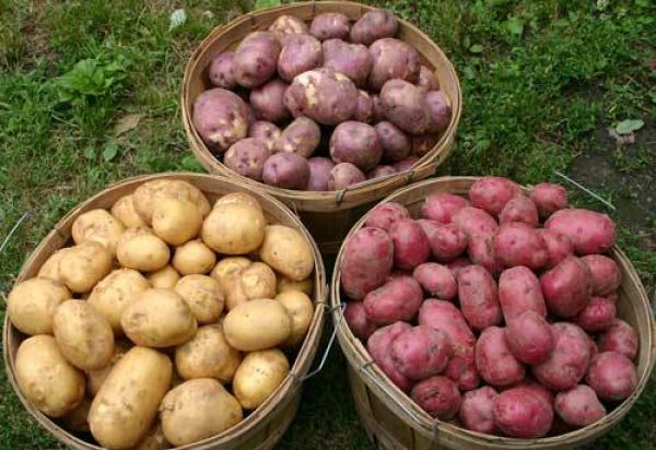 Сорта картофеля для средней полосы России