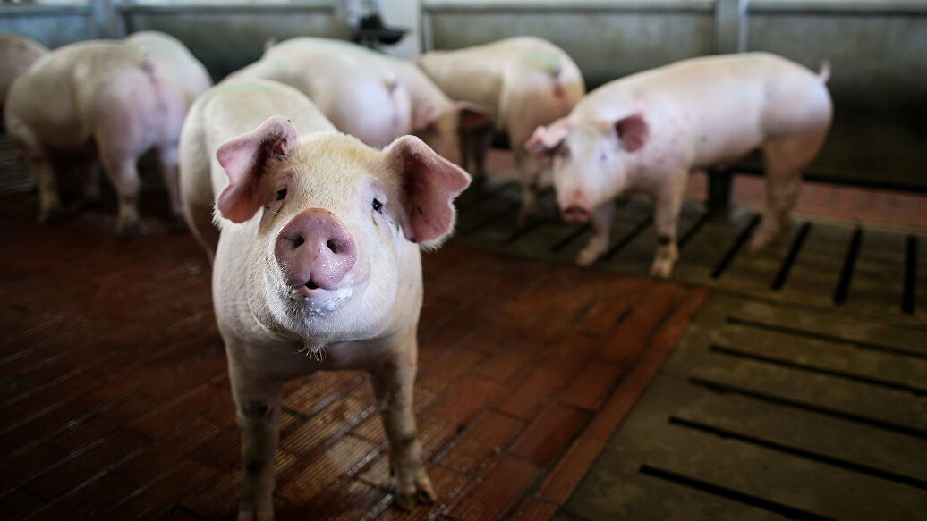 Уничтожение свиней в Китае из-за коронавируса