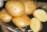 Описание сорта картофеля Гала