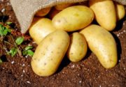 Характеристика сорта картофеля Коломбо