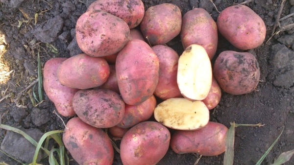 Картофель Роза: характеристики сорта и выращивание