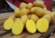 Описание сорта картофеля Скарб