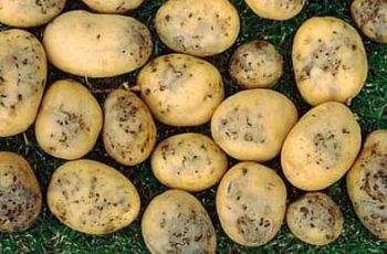 Как избавиться от проволочника на картошке?