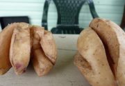Почему трескается картофель?