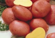 Сорта картофеля для Сибири
