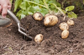 Срок созревания картофеля