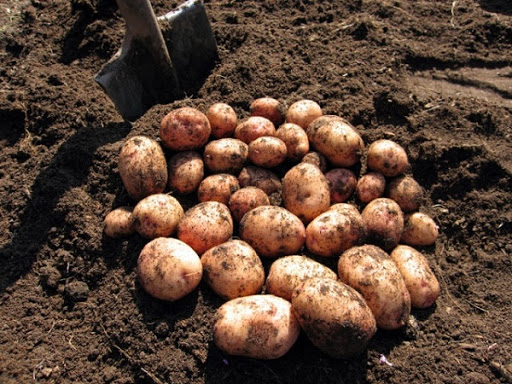 Описание сорта картофеля Журавинка
