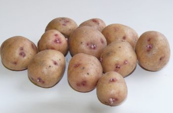 Отзывы о сорте картофеля Аврора