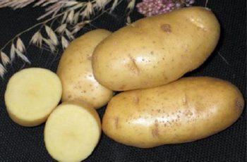 Картофель Чародей
