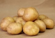 Описание сорта картофеля Удача