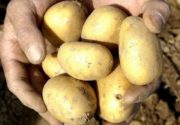 Описание сорта картофеля Уладар