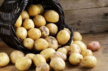 Описание сорта картофеля Юбилей Жукова
