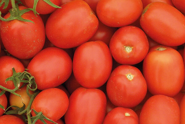 Голландские сорта томатов: описание и характеристики