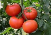 Лучшие сорта томатов для Подмосковья