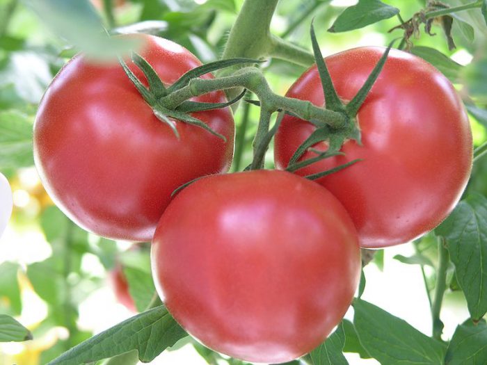 Сорт томата безразмерный фото и описание