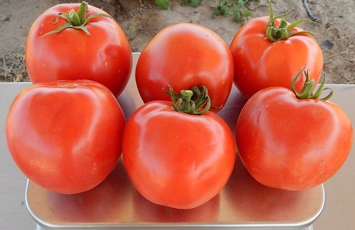 Голландские сорта томатов: описание и характеристики