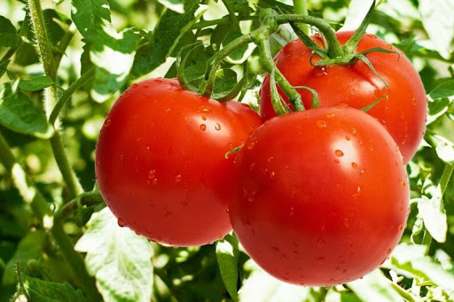 Описание помидоров