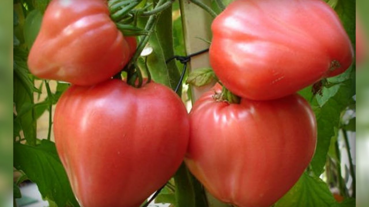 Крупноплодные томаты