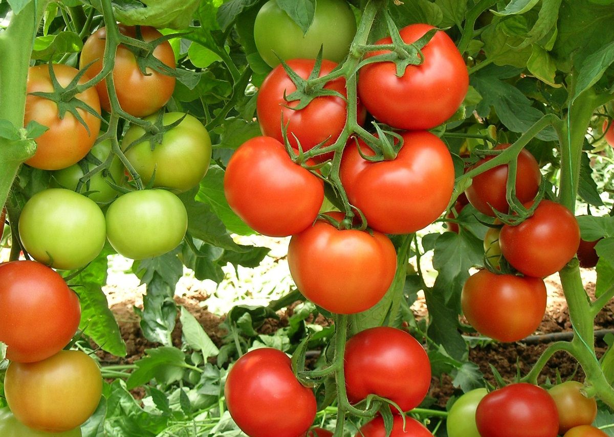 Что не хватает томатам по листьям с фото и описанием