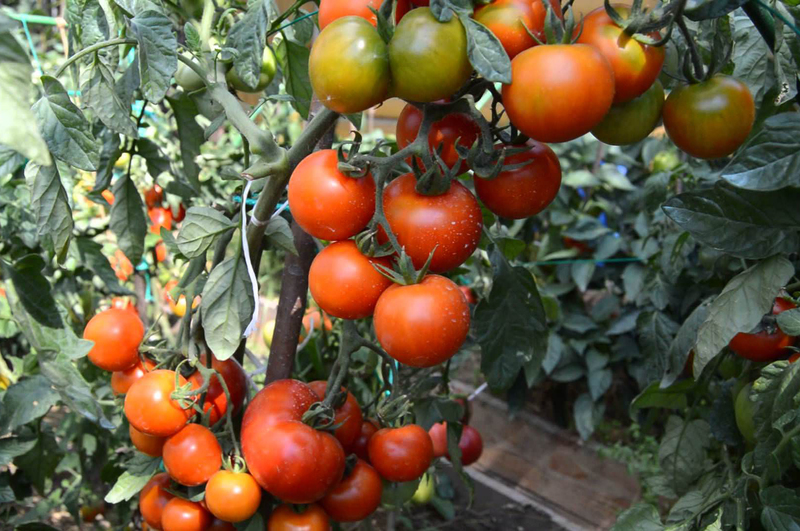 Томат Видимо-Невидимо: как вырастить помидоры?