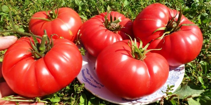 Юсуповские помидоры семена фото и описание