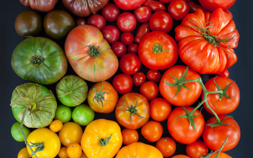 Сорта томатов для теплицы, устойчивые к фитофторе