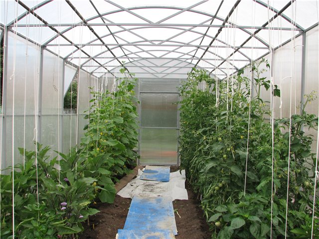 как правильно посадить в теплице помидоры и огурцы