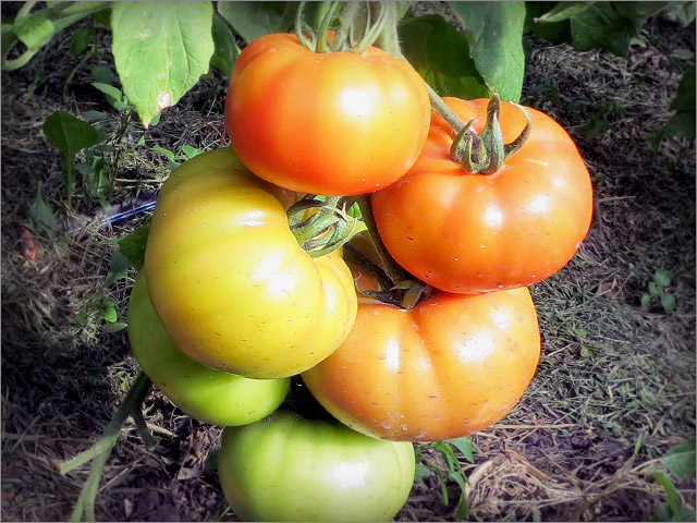 Почему гниют помидоры и у плодоножки падают?