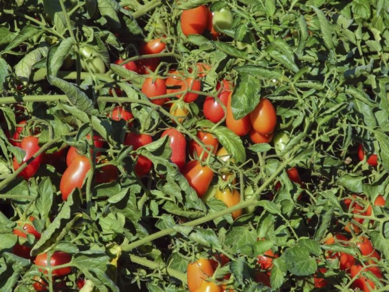 Высокорослые томаты в открытом грунте фото
