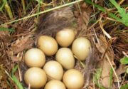 Сколько яиц в год несет фазан?